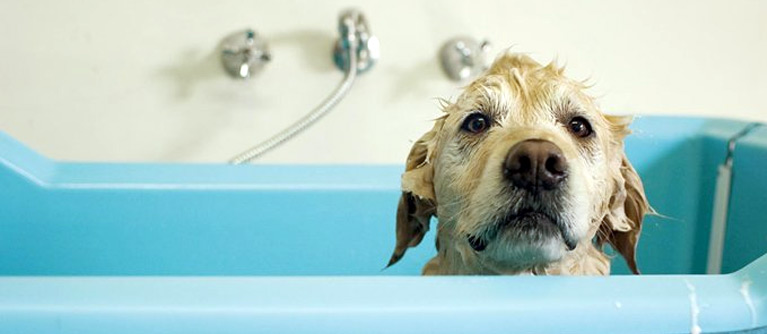 Pour laver votre chien en baignoire sans encombres, faites lui comprendre qu'il n'a rien à craindre.