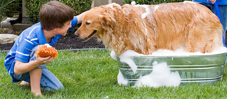 Laver son chien dehors est plus facile s'il est de taille moyenne ou grande