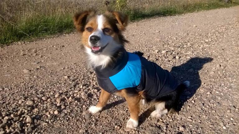 Ce manteau imperméable pour chien avec harnais intégré est parfaitement adapté à son propriétaire!