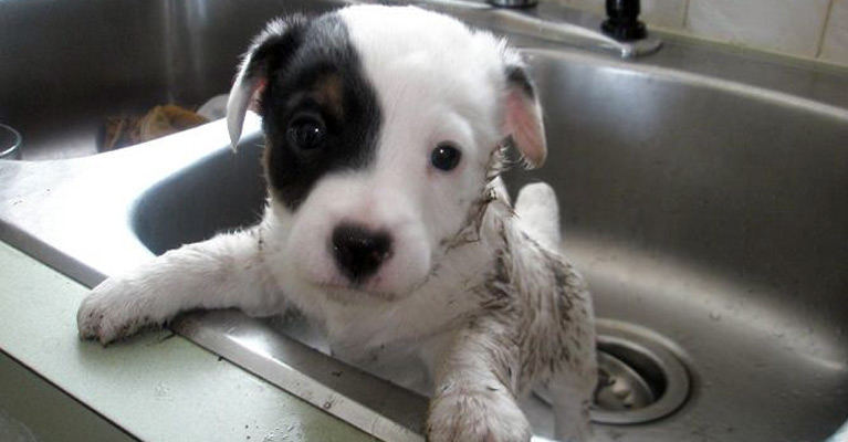 A quel âge peut-on laver un chien? Le mieux est d'attendre 3 mois.