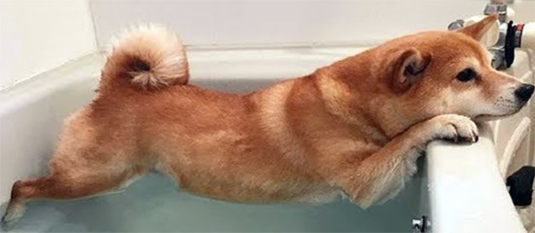 Beaucoup de chiens n'aiment pas l'eau, mais ils peuvent apprendre à l'accepter.