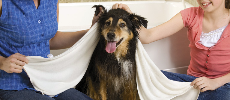 Sécher son chien avec une serviette est plus agréable pour lui.